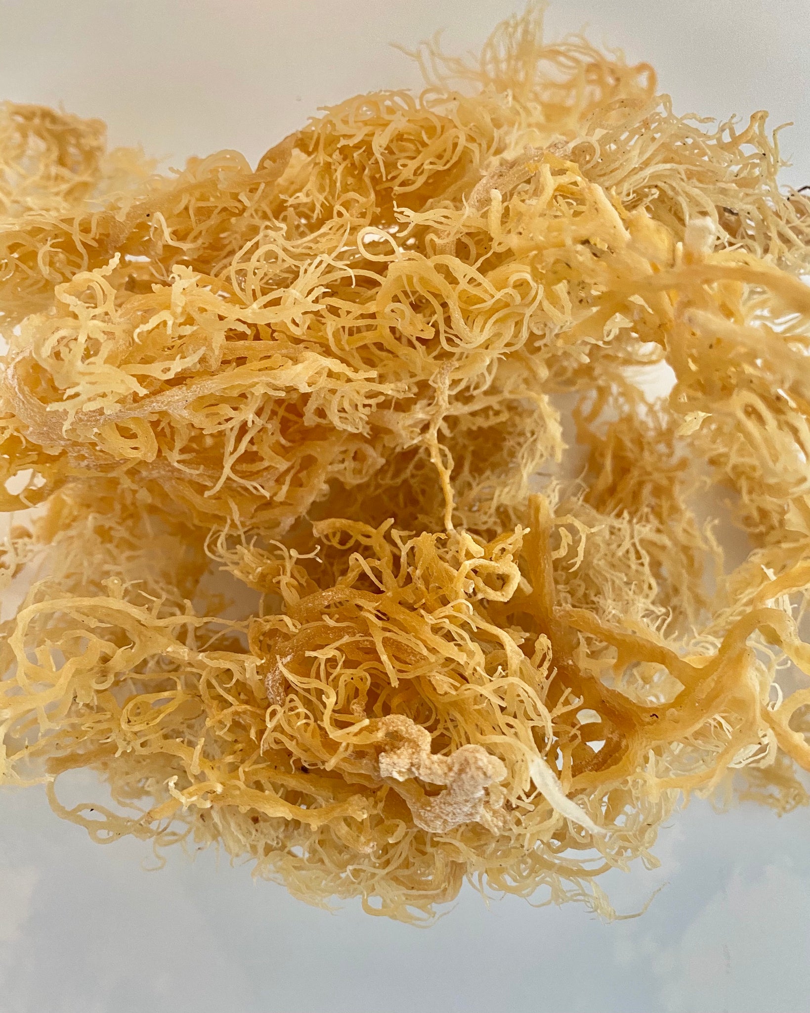 Organic Wildcrafted Sea Moss – NaturesEgo